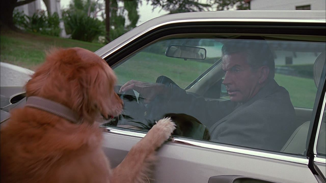 The dog rides along with the lieutenant